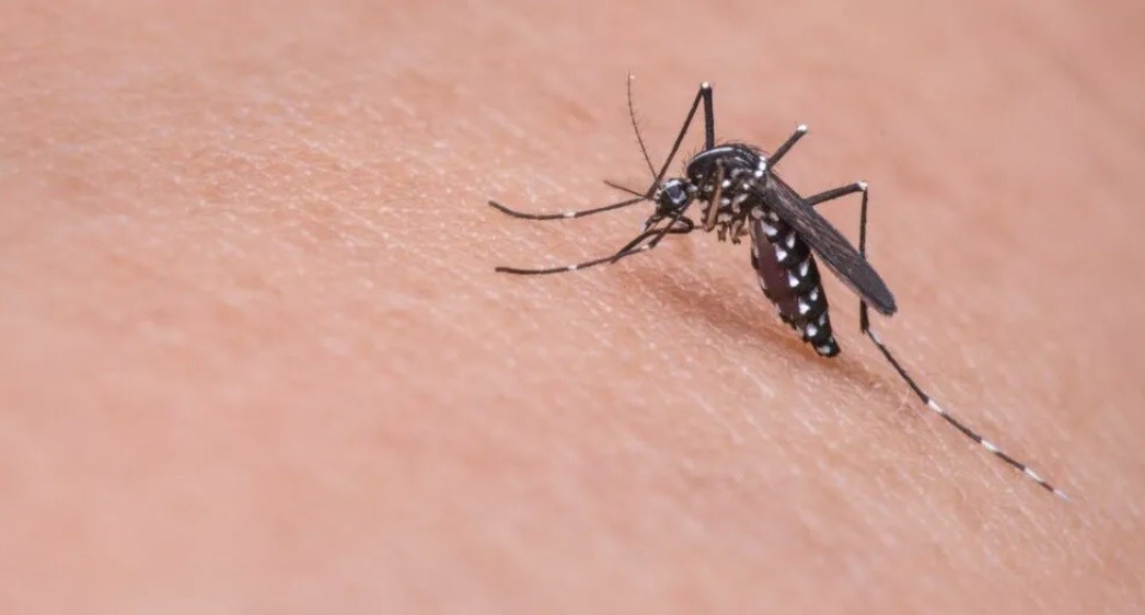 Londrina segue com maior número de casos de dengue no Paraná