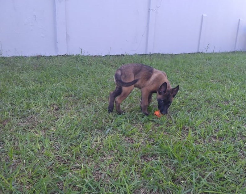 Conseg doa três filhotes para canil da PM