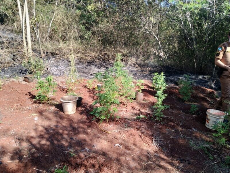 Após apagar incêndio, bombeiros encontram plantação de maconha em Maringá