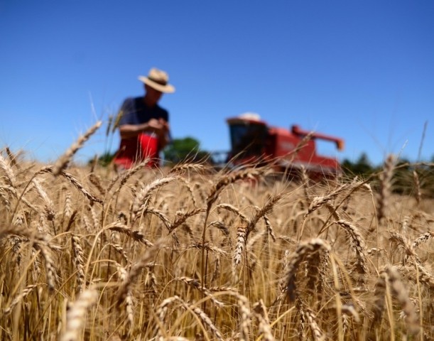 Preço do trigo pode sofrer alteração no médio prazo