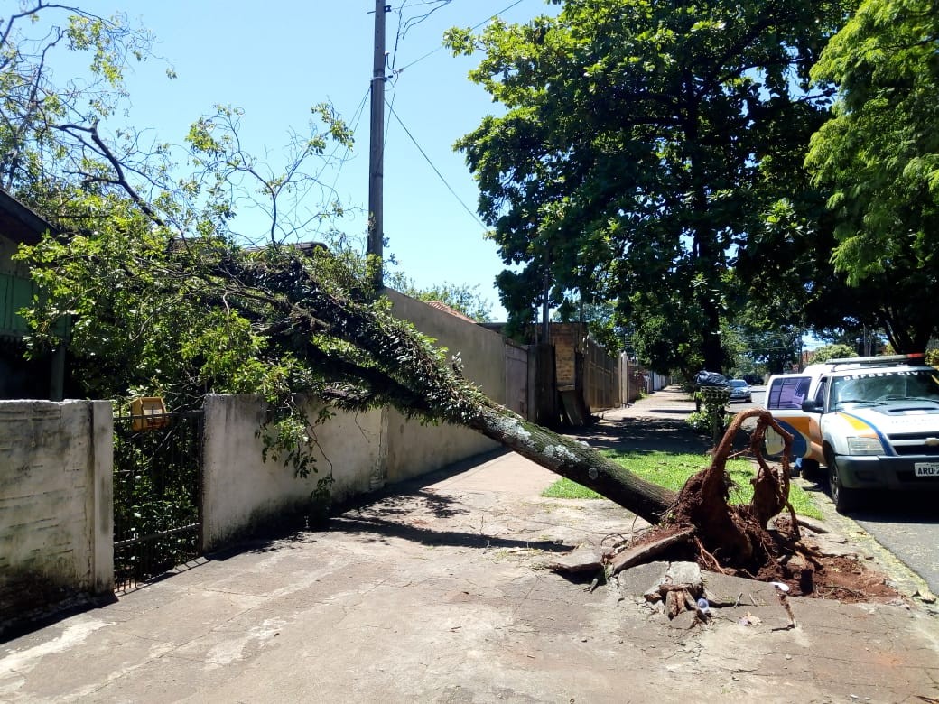 Maringá já gastou R$ 322 mil em indenizações por conta da queda de árvores