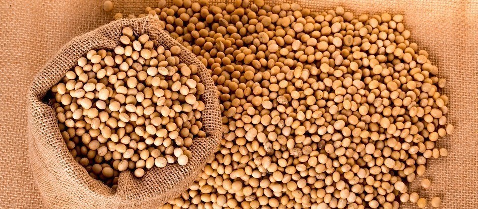 Soja custa R$ 71 a saca em Maringá