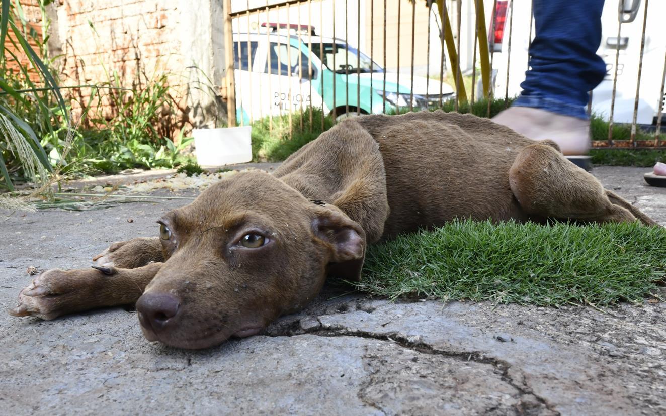 Agentes resgatam animais abandonados dentro de casa em Umuarama