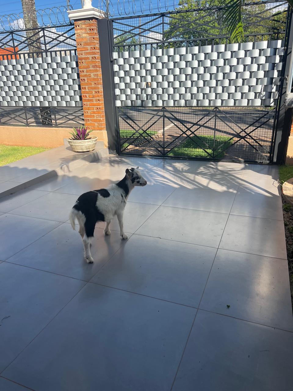 Família de Paranavaí faz sucesso com um cabrito de estimação