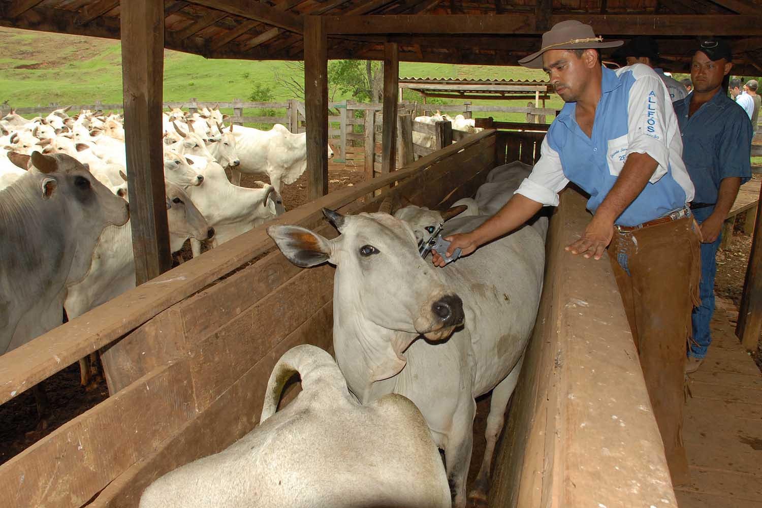 Vacinação da febre aftosa encerra ano que vem