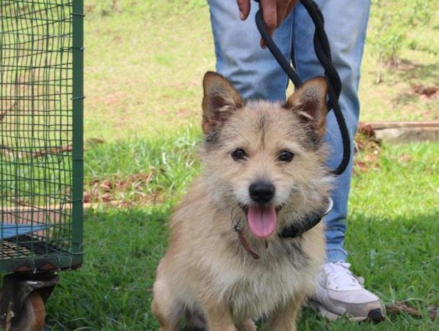 Secretaria de Bem-Estar Animal lança campanha para adoção de pets idosos