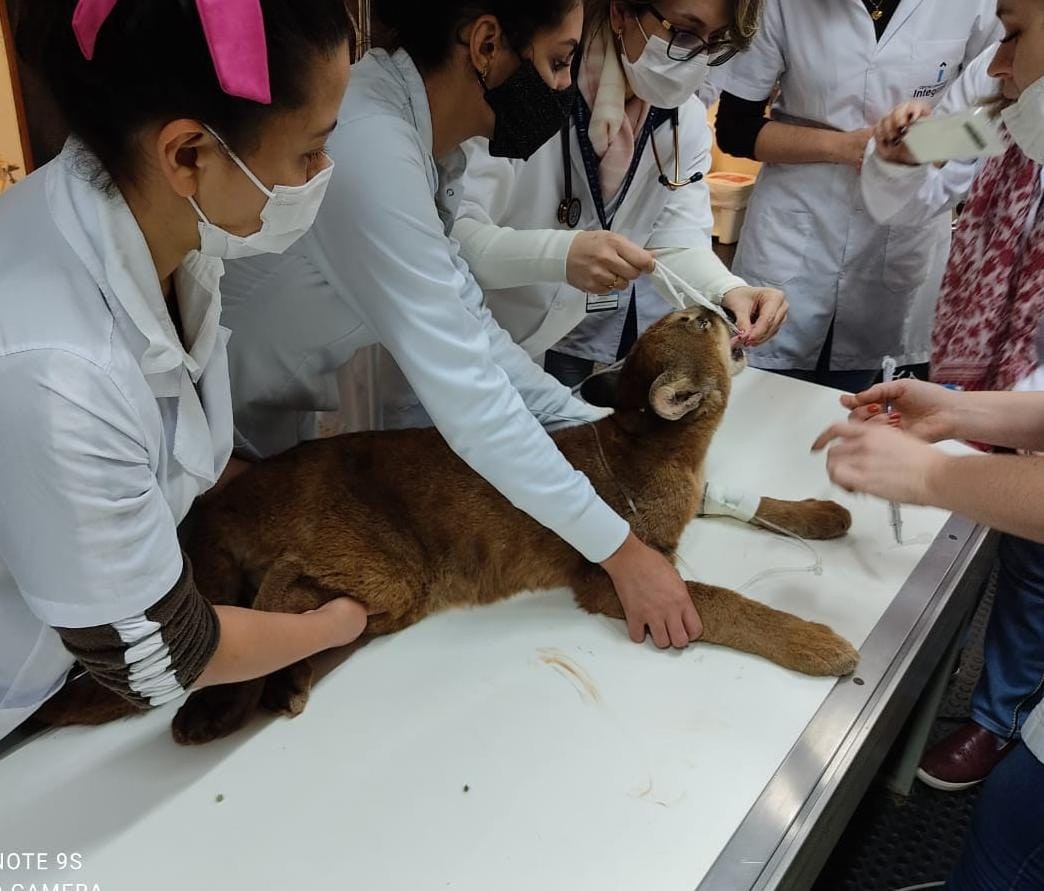 Onça-parda é resgatada pela Polícia Ambiental em rodovia de Goioerê