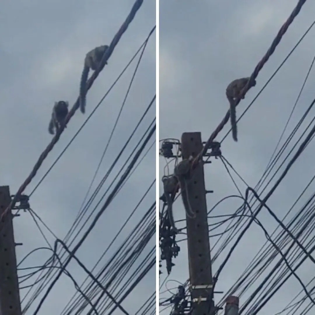 Presença de saguis na área urbana é cada vez mais comum em Maringá