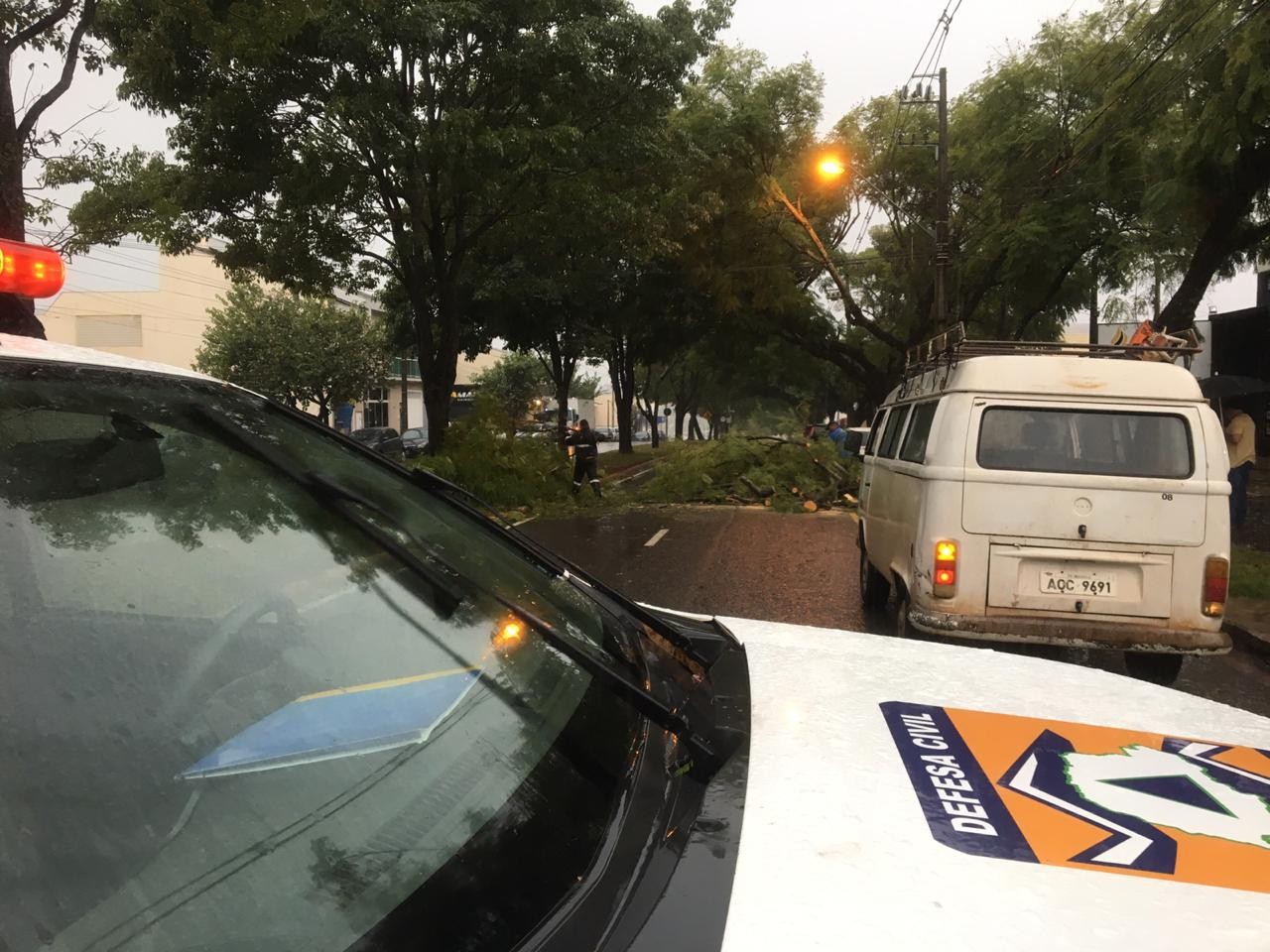 Sete árvores caíram em Maringá devido ao temporal