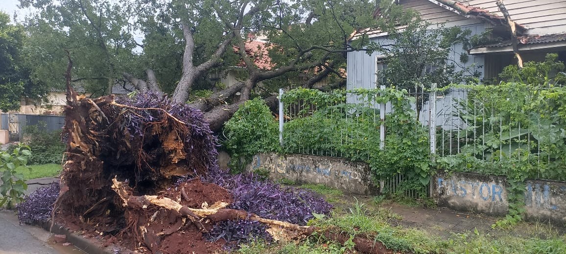 Durante temporal, árvore cai e atinge residência em Maringá; família precisou deixar a casa