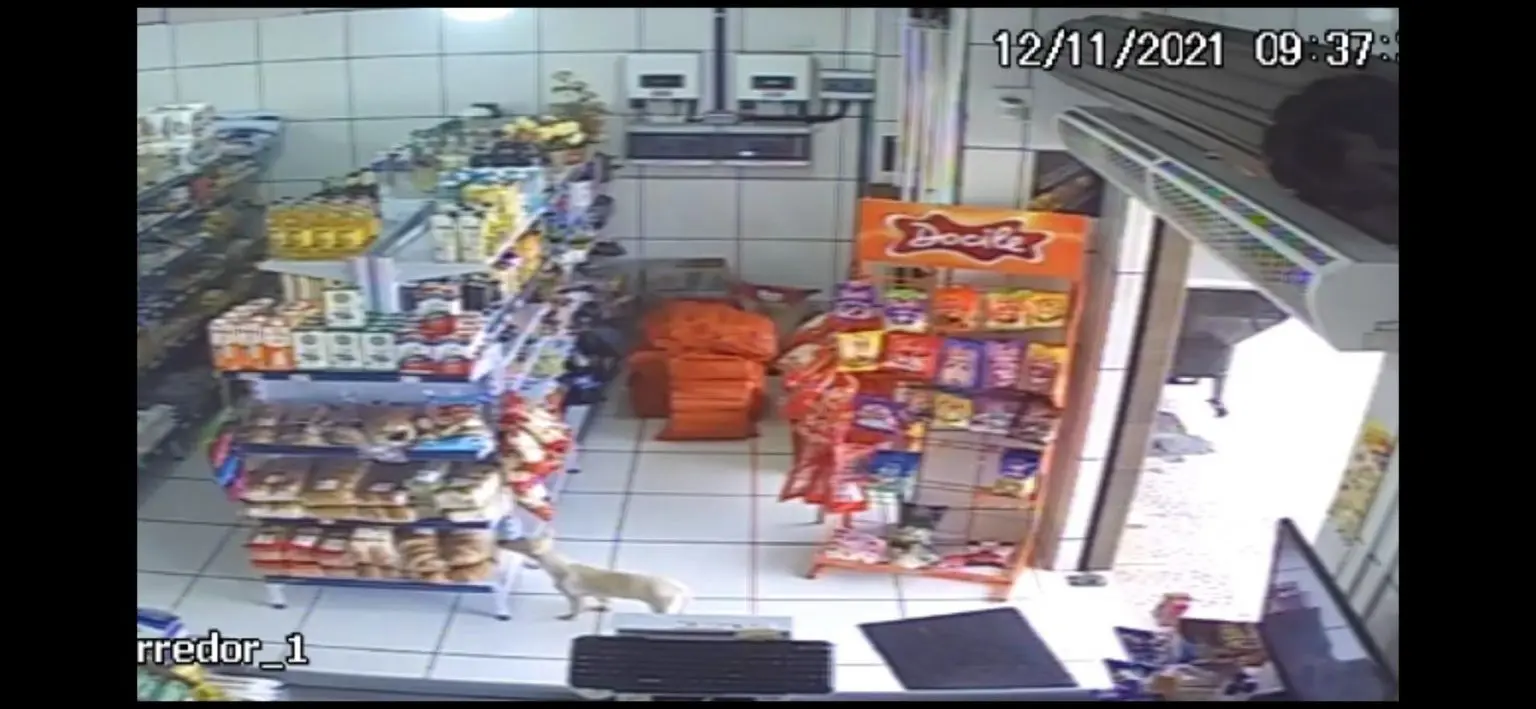 Cadelinha flagrada ‘furtando’ sacola de pão é encontrada morta
