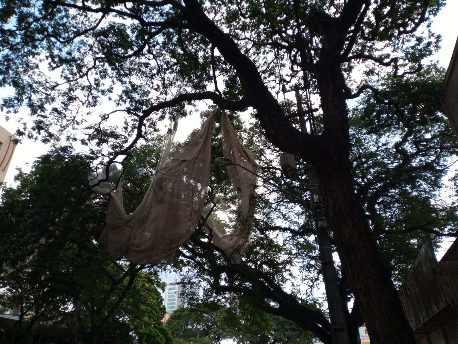 Rede presa em galhos de árvore na Avenida Brasil preocupa ouvinte