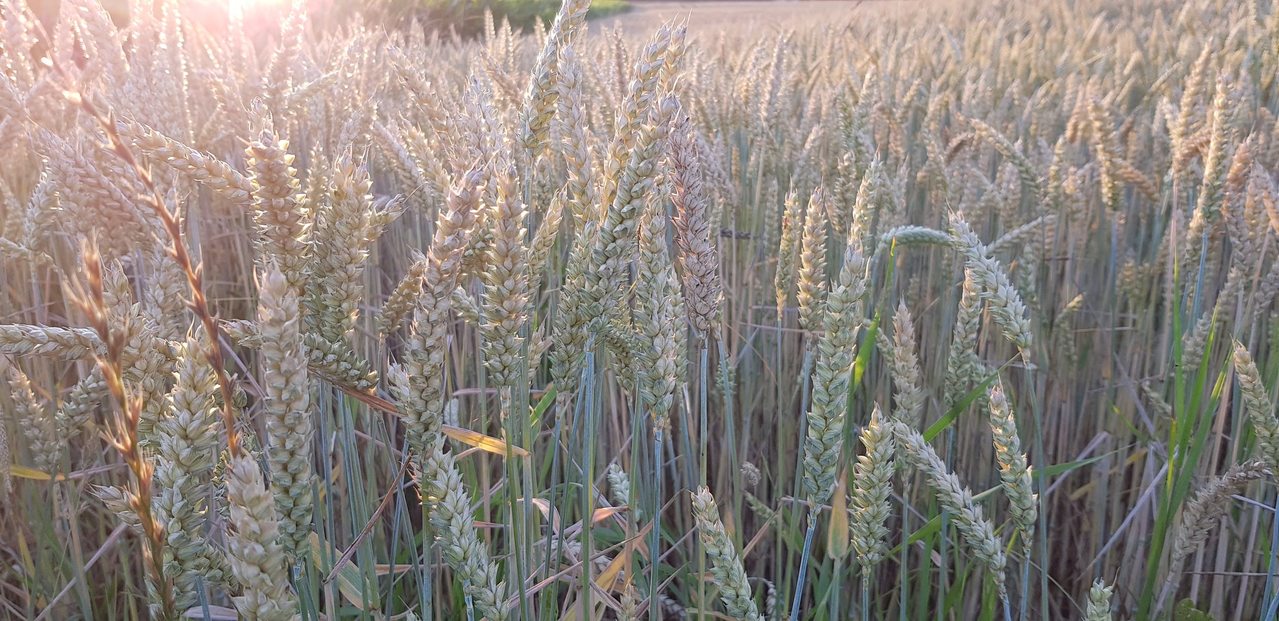 Trigo custa R$ 60 a saca em Cascavel