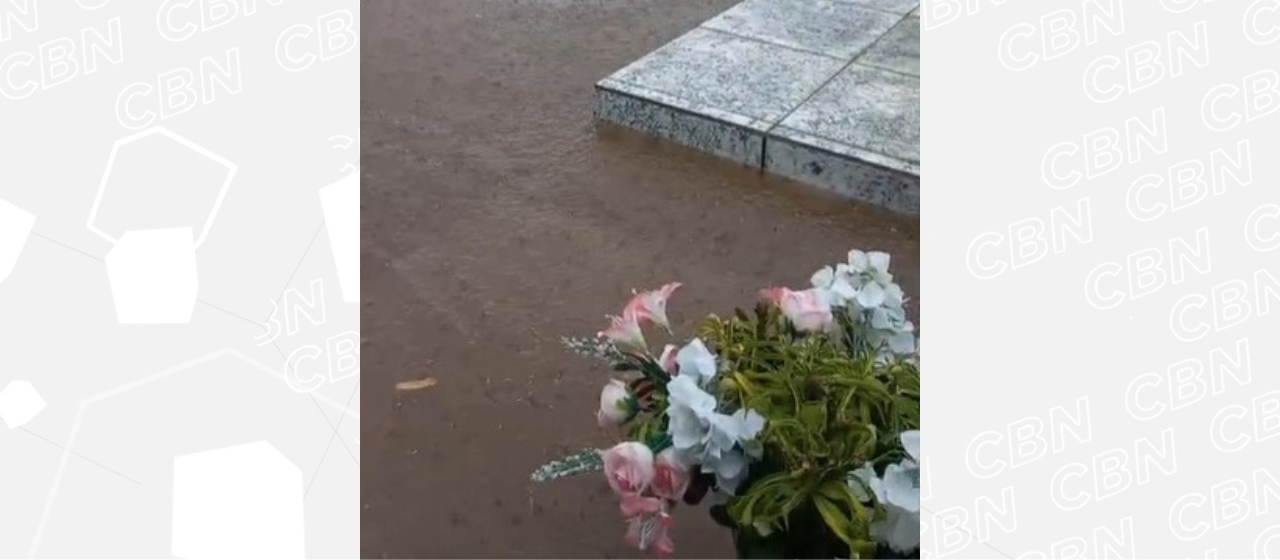 Dezenas de escorpiões aparecem em cemitério após chuva