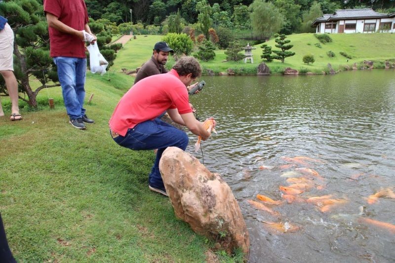 Carpas são transferidas no Parque do Japão