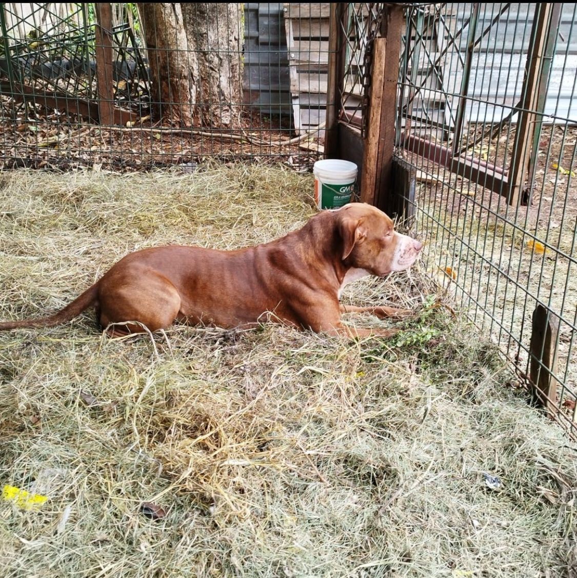 Pitbull que atacava pessoas e cães é apreendido em Sarandi