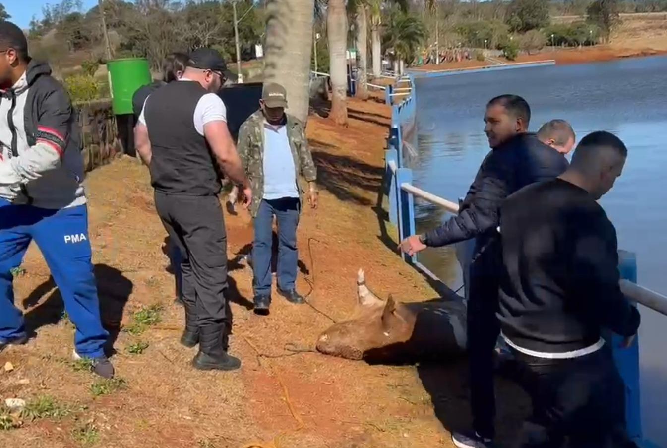 Polícia investiga morte de capivaras no Parque Municipal da Raposa
