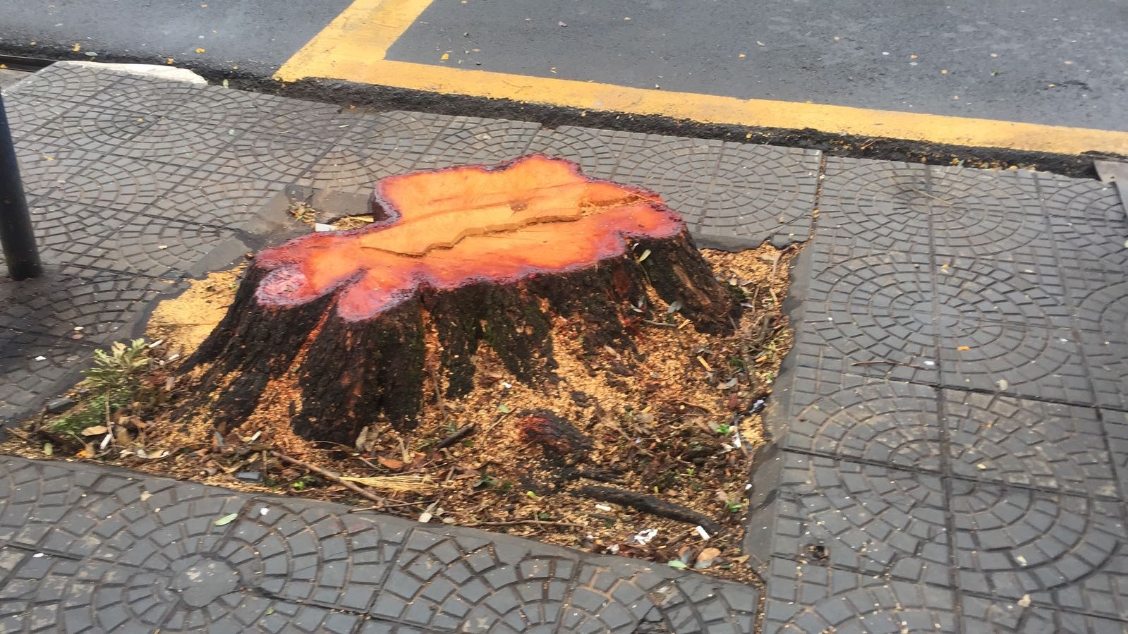 Árvore que ameaçava cair foi cortada