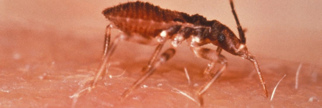 Agentes não encontram bicho barbeiro em quarta inspeção