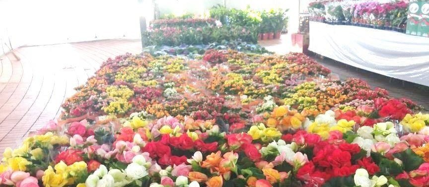 2ª Maringá Flores e Jardins encerra nesse domingo (24)