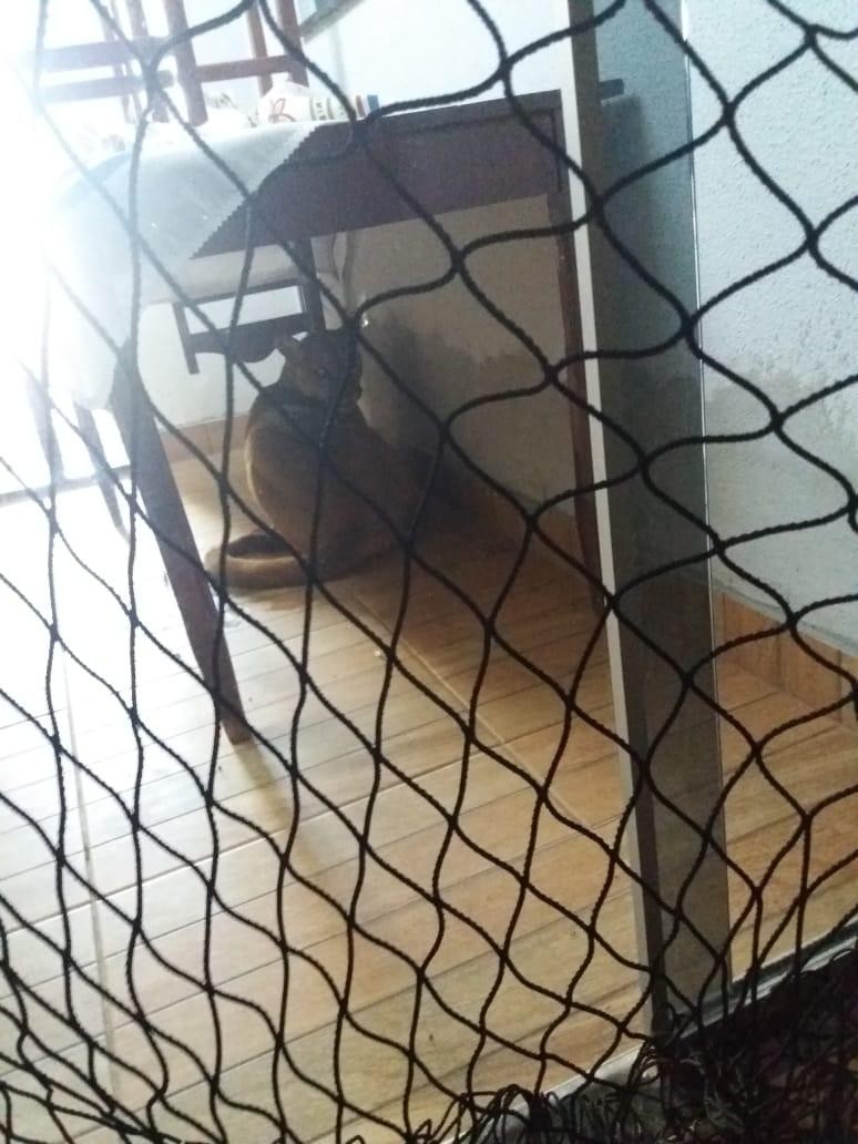Onça parda aparece em casa e moradora pensa que é um cachorro