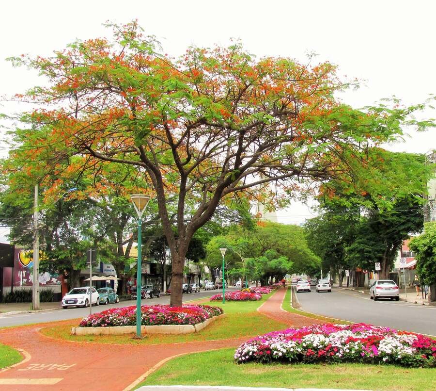 Tempo estável e máxima de 30ºC neste feriado em Maringá