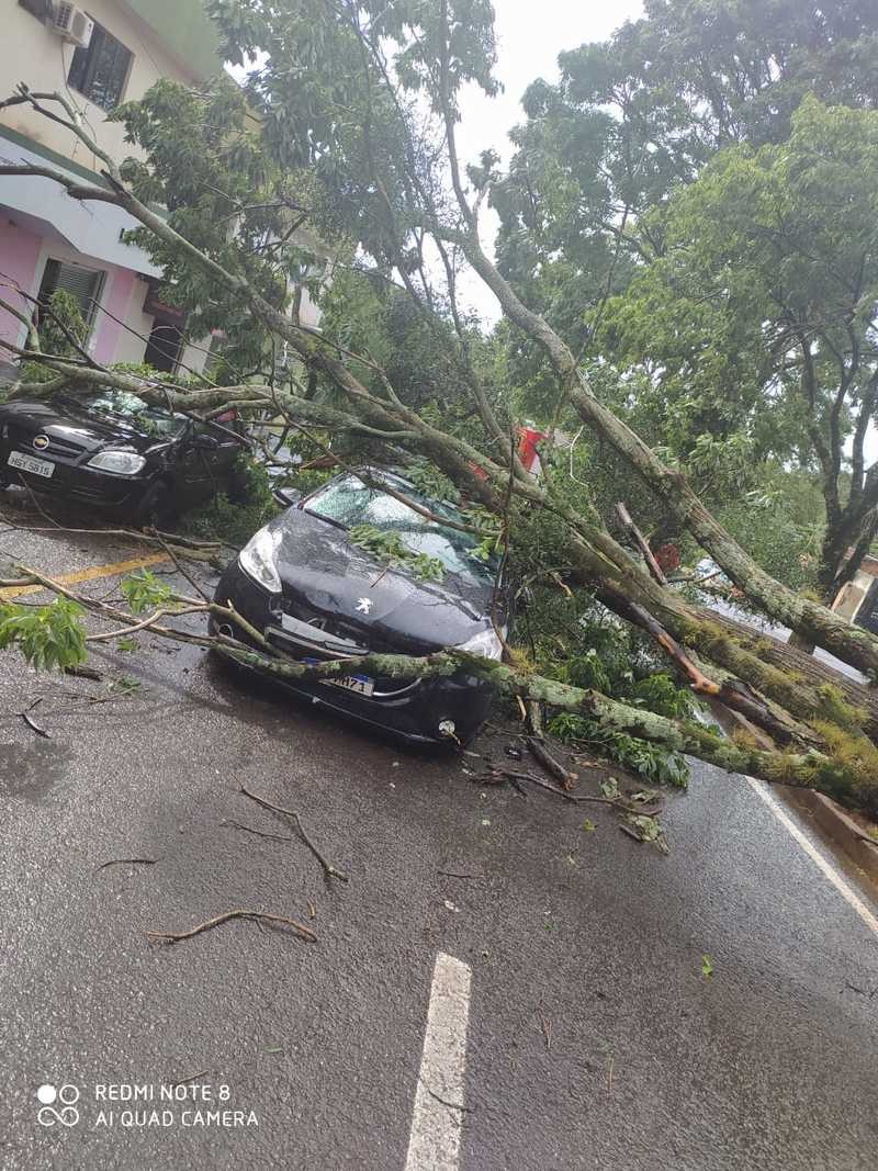 Árvore cai e atinge dois carros em Maringá nesta quarta-feira (3)