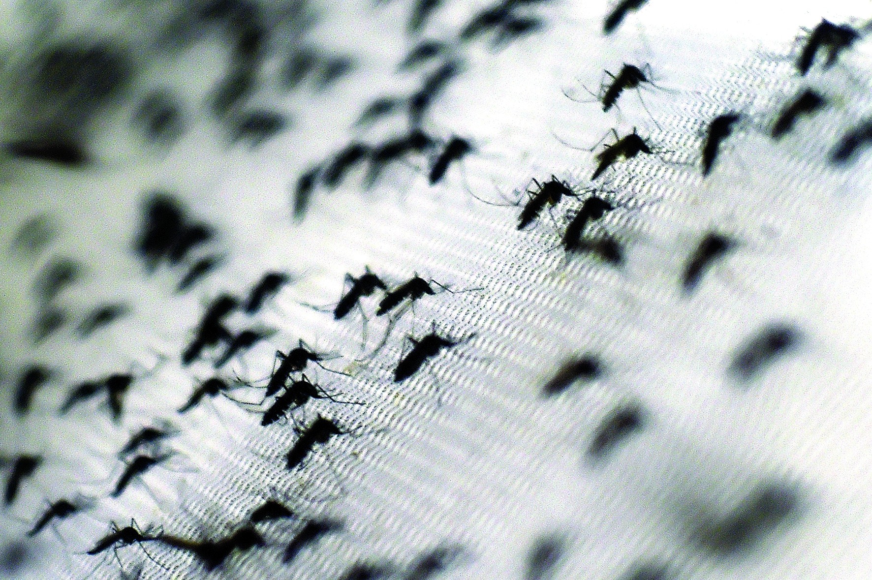 Nova epidemia pode ser a “maior de todas” diz especialista
