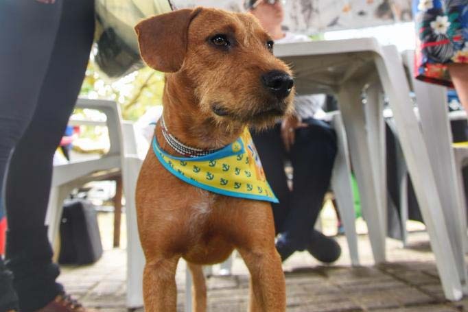 Após acidente de carro, castrações programadas para semana que vem são canceladas