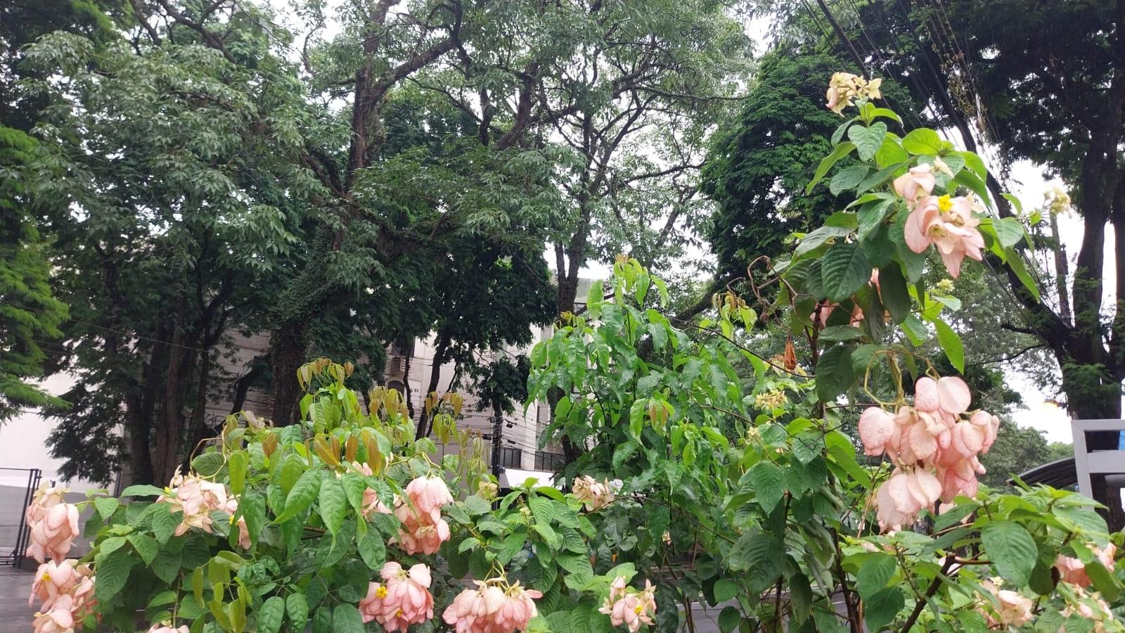 Confira a previsão do tempo para Maringá e Paraná