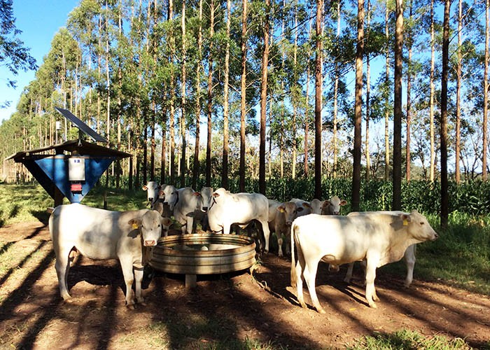 Gado criado em sistema integrado com árvores frequenta menos água