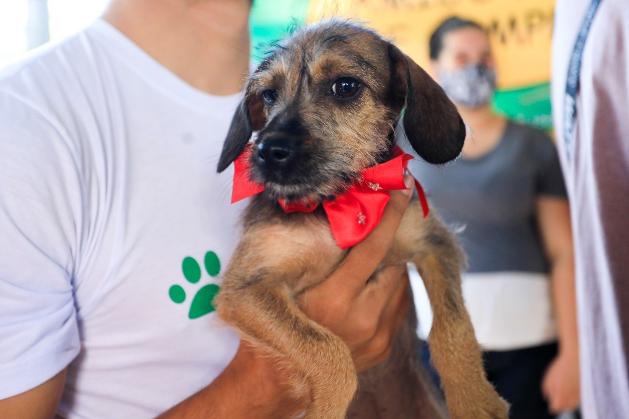 Mais de R$ 500 mil em multas são aplicados por maus-tratos de animais em Maringá