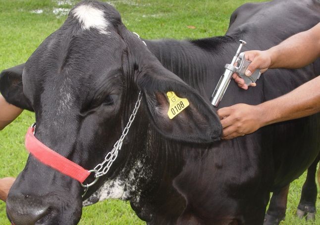 Paraná vai deixar de vacinar contra a febre aftosa em 2019