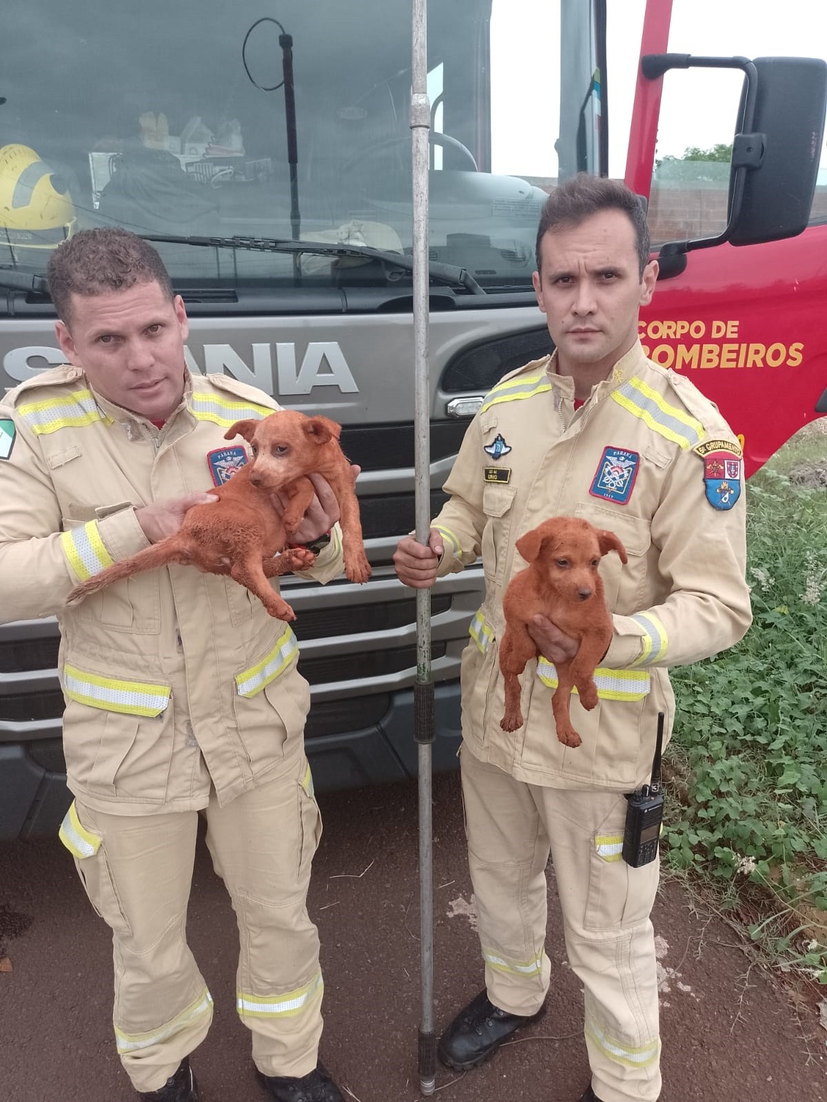 Bombeiros resgatam cães em buraco e ave presa em semáforo