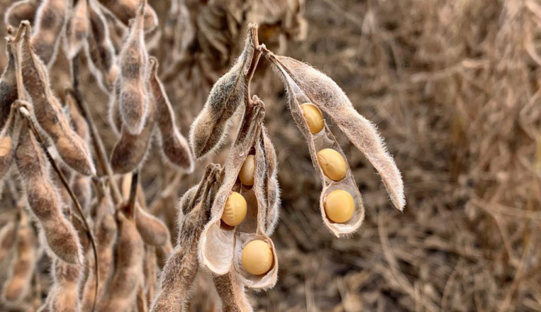 Cotações de produtos agrícolas: quarta-feira [18 de setembro]