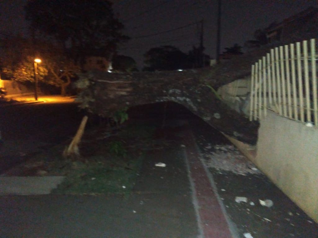 33 árvores caíram durante temporal em Maringá