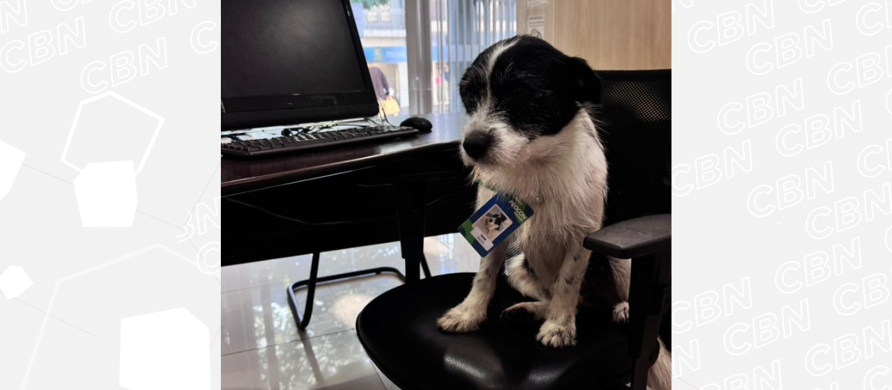 Mascote do Procon de Sarandi tem até crachá de servidor