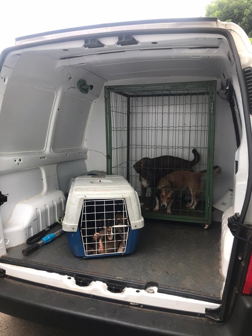 Dono de cães abandonados numa casa em Maringá será multado em R$14 mil