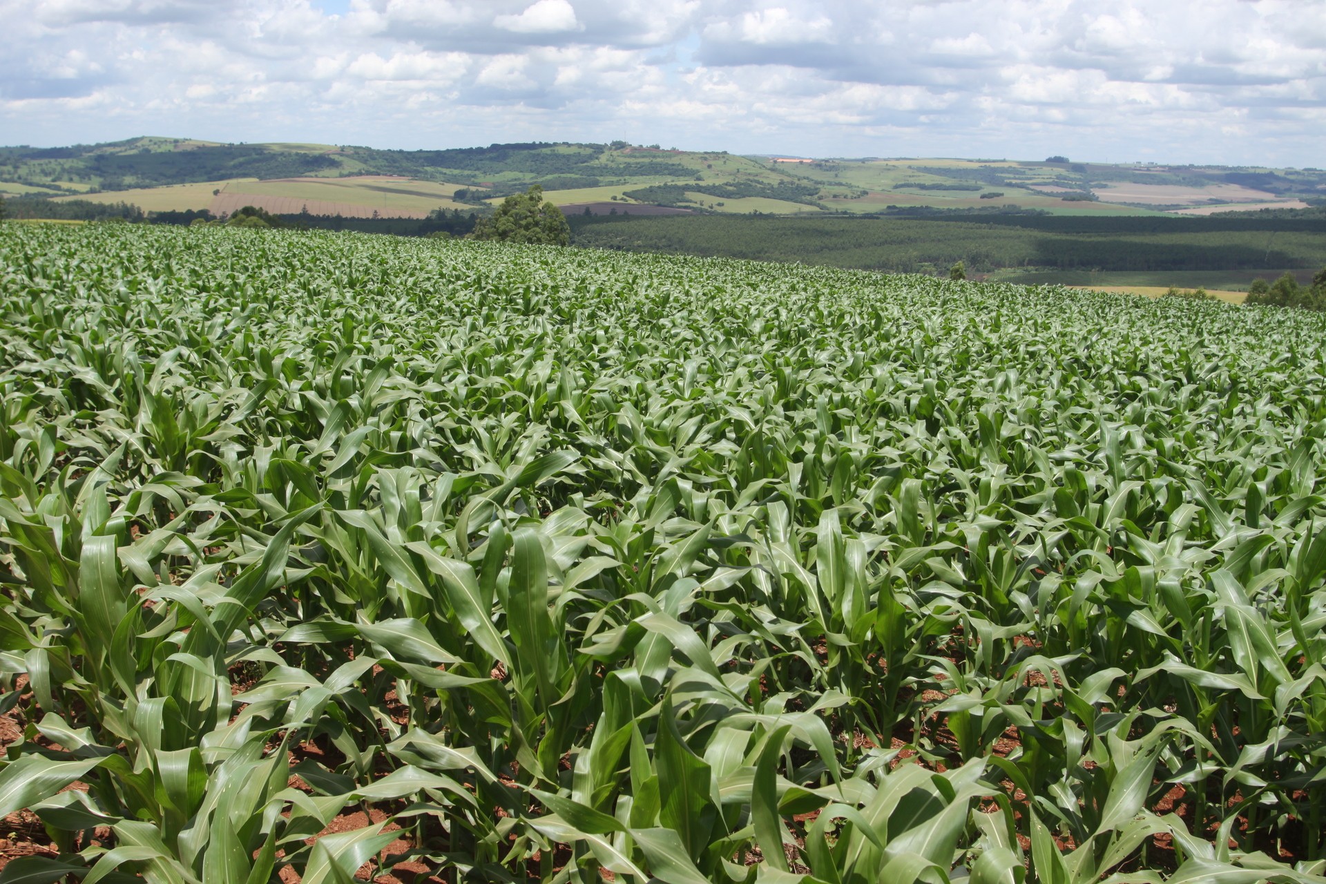 Seab divulgará no fim do mês o balanço de perdas provocadas pela geada
