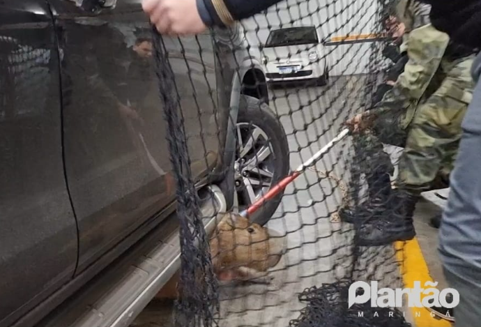 Vídeo: capivara é capturada dentro de estacionamento de supermercado em Maringá