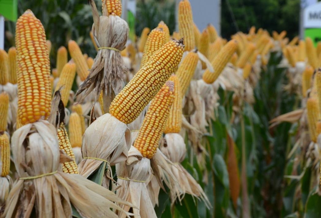 Produção brasileira de milho atingirá nível recorde no ciclo 2018/19