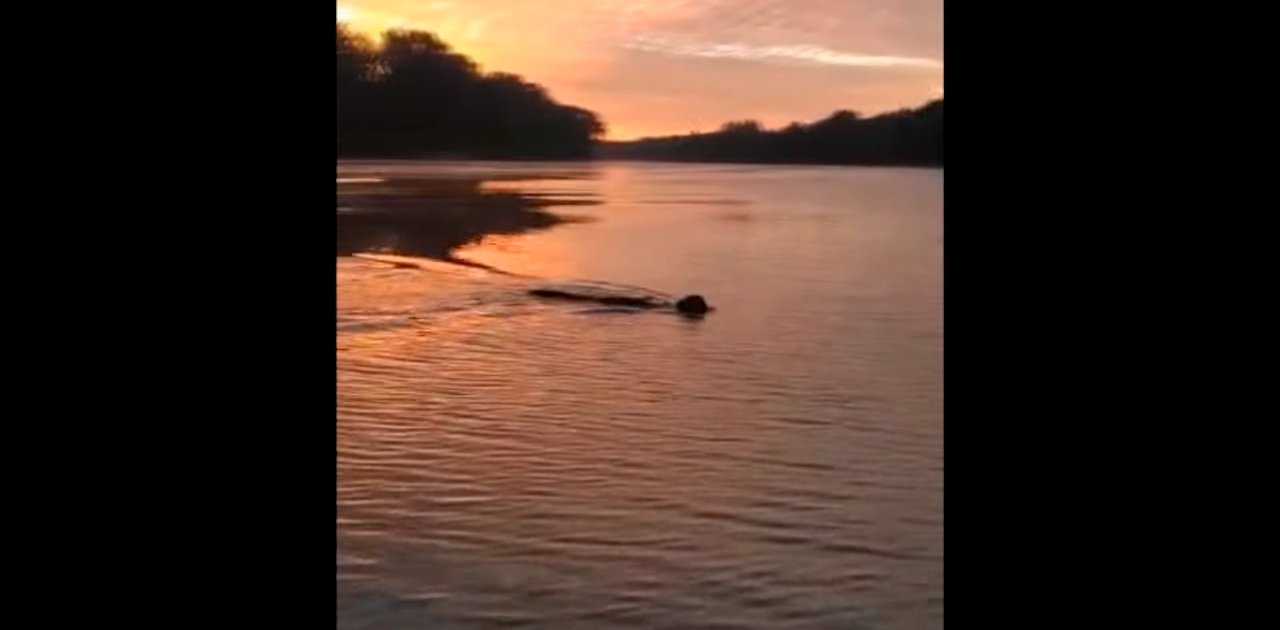 Onça é flagrada atravessando o Rio Ivaí e vídeo viraliza