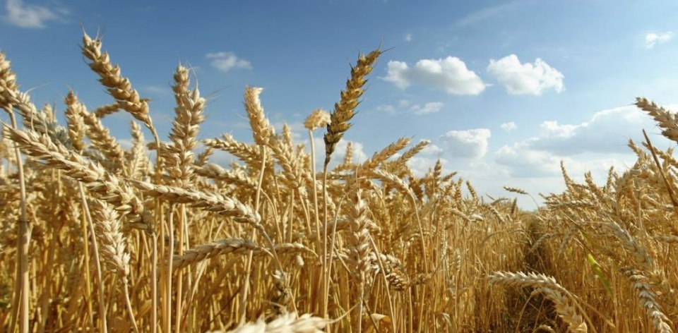 Trigo custa R$ 45,00 a saca em Maringá