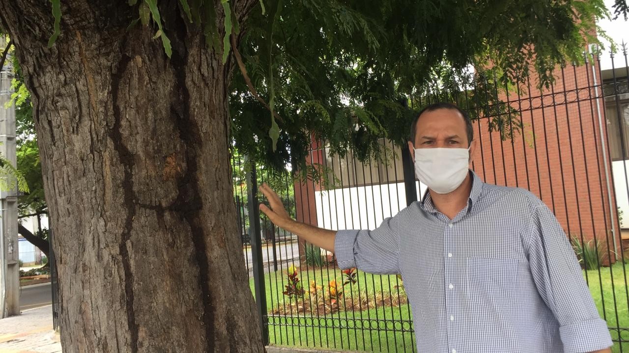 O que fazer com a madeira do corte e poda de árvores em Maringá?