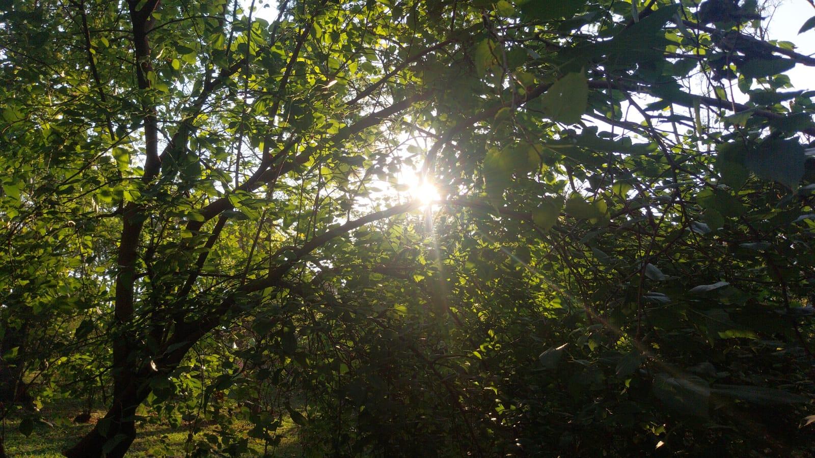 Confira a previsão do tempo para este domingo (5) em Maringá