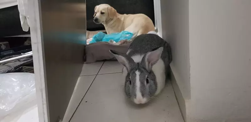 Homem é preso com carga de ecstasy e alimentando coelho com maconha em Maringá