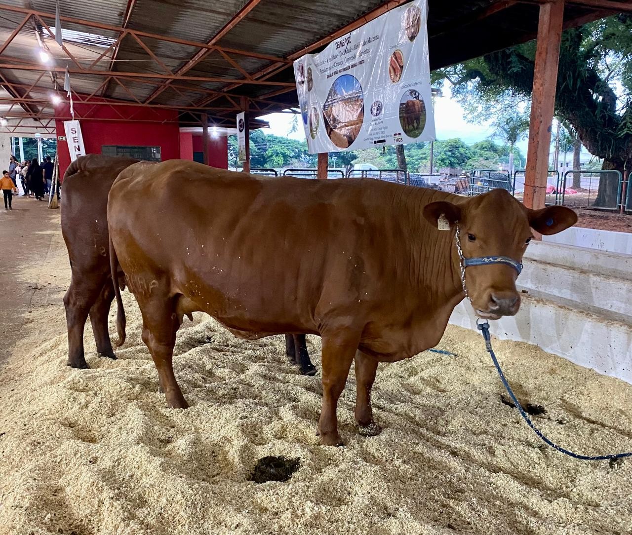 Animais da raça Senepol atraem compradores na Expoingá