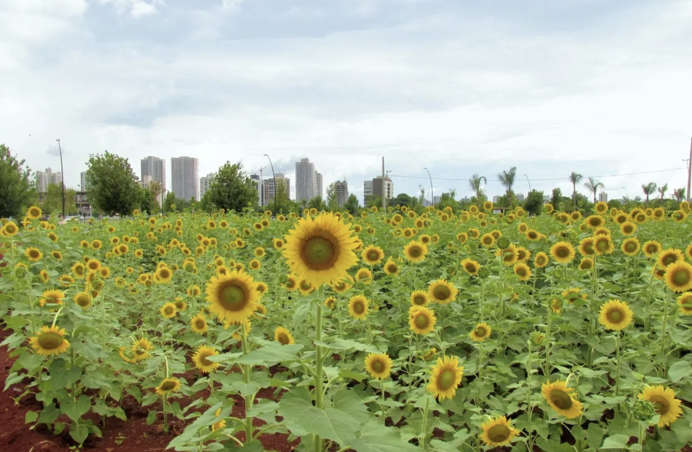 Confira a previsão do tempo para este sábado, 24, em Maringá e no Paraná