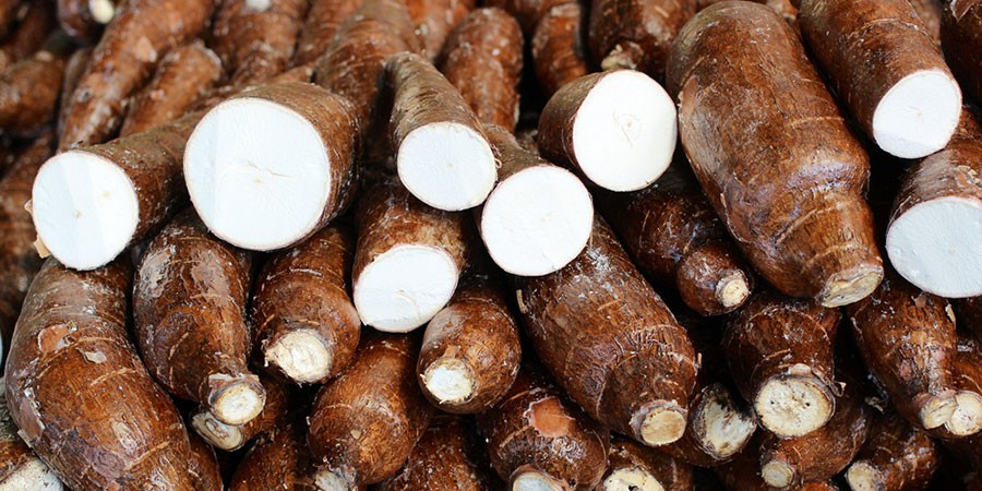 Tonelada da raiz de mandioca custa R$ 390,00 em Campo Mourão