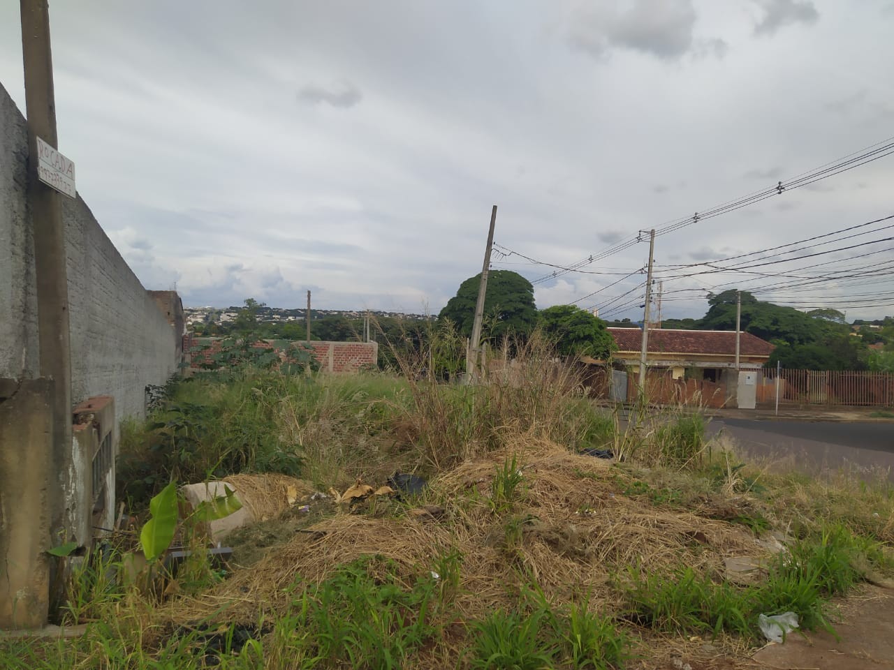 Ouvinte reclama de mato alto em terreno da Prefeitura de Maringá